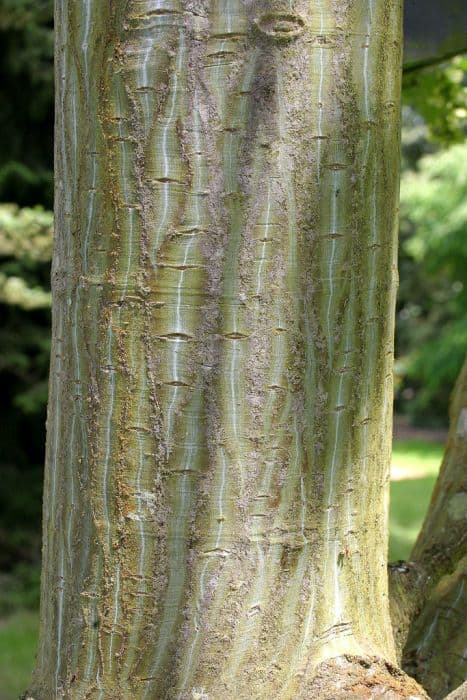 snake-bark maple