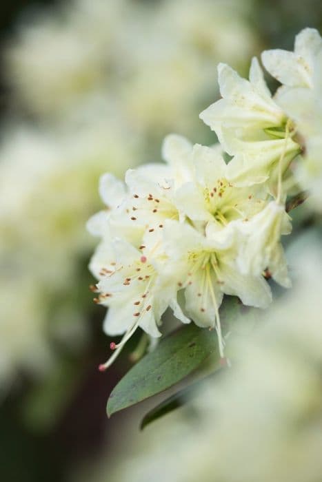 rhododendron 'Shamrock'