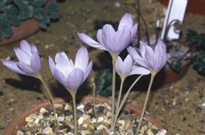 fall crocus