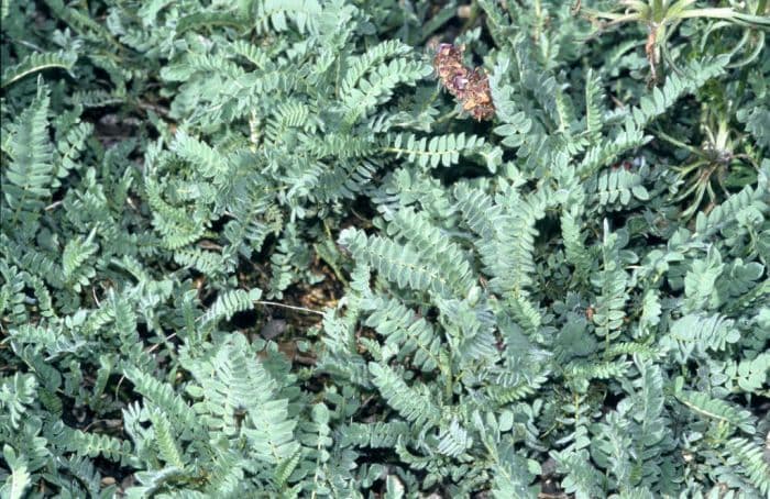 mountain kidney vetch 'Rubra'