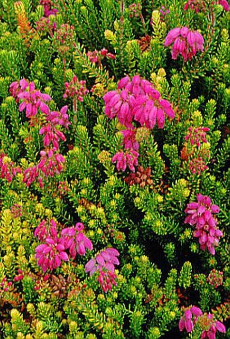 heather 'Irish Lemon'
