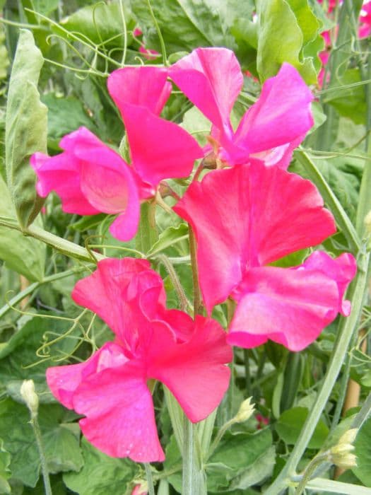 sweet pea 'Millennium'