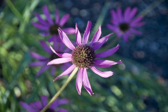 coneflower 'Rocky Top'