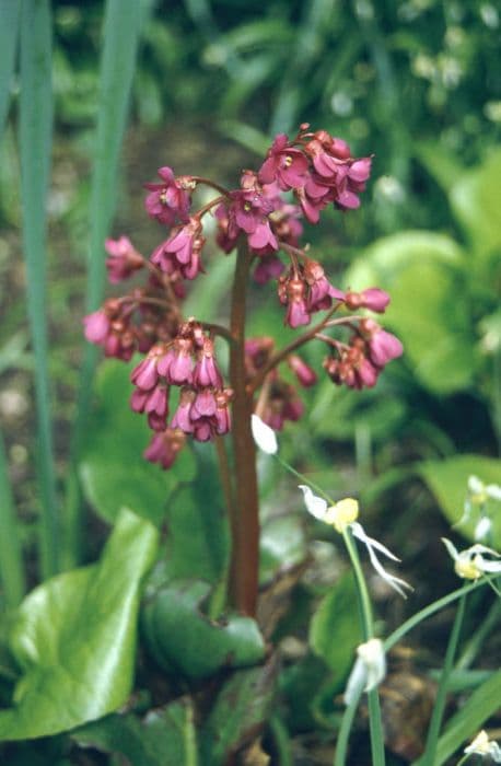 elephant's ears 'Purpurea'