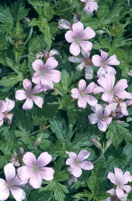 cranesbill 'Wargrave Pink'