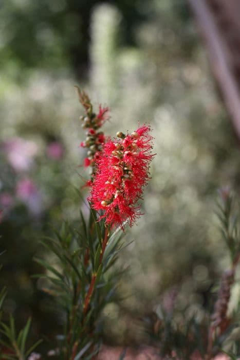 narrow-leaved bottlebrush