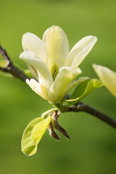 magnolia 'Golden Pond'