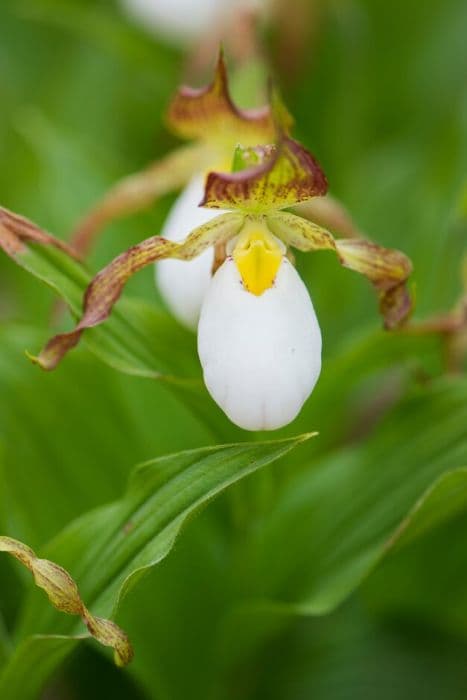 lady's slipper orchid Ivory gx