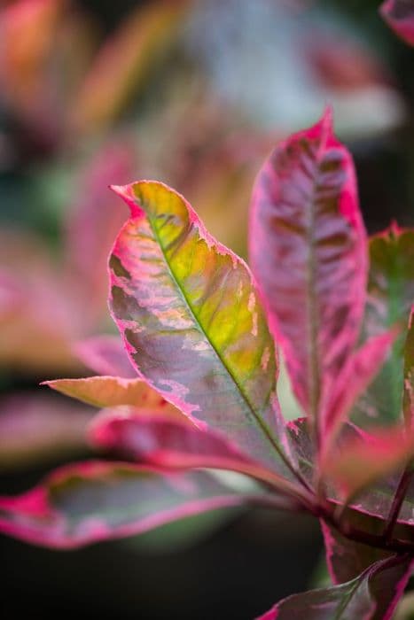 Christmas berry 'Louise'