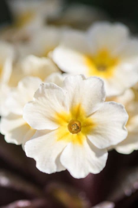 primrose 'Dunbeg'