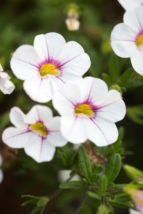 calibrachoa [Noa Almond Blossom]