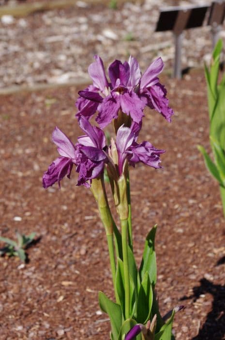 cautleya-flowered roscoea 'Purple Queen'