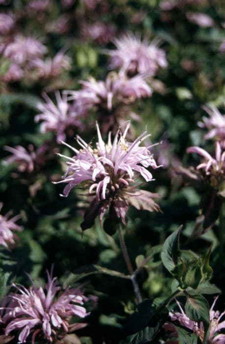 bergamot 'Croftway Pink'