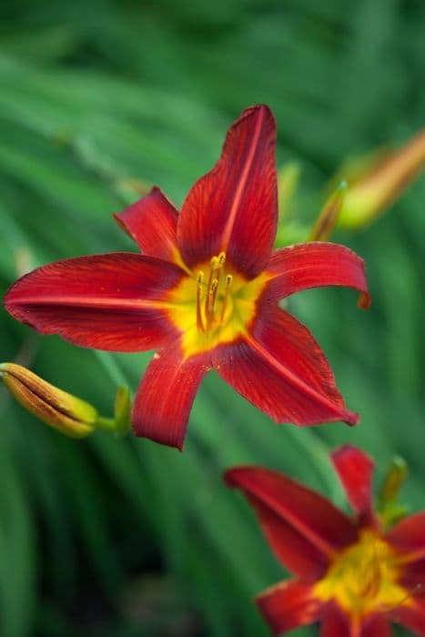 daylily 'Stafford'