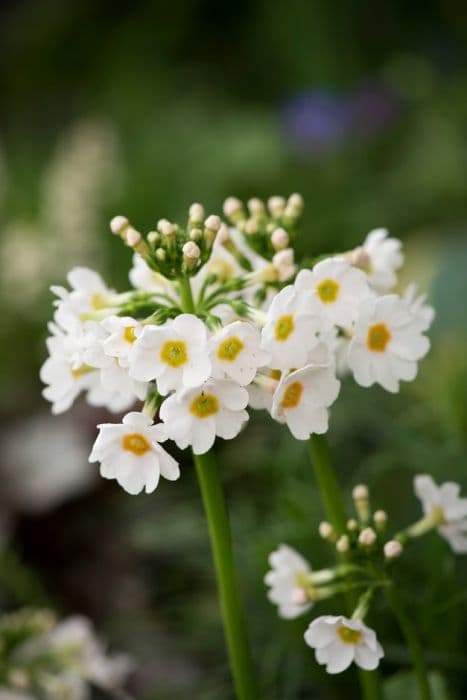 Japanese primrose 'Postford White'