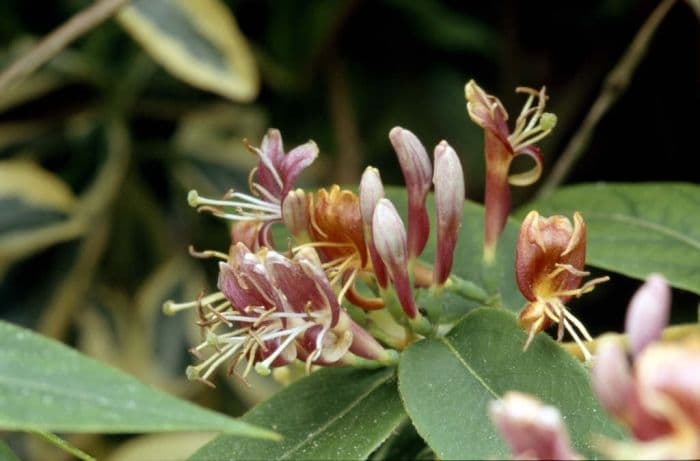 Henry's honeysuckle