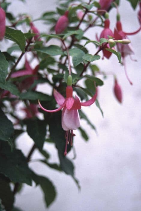 fuchsia 'David Savage'