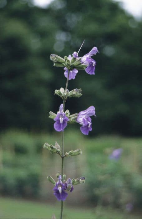 candelabrum sage