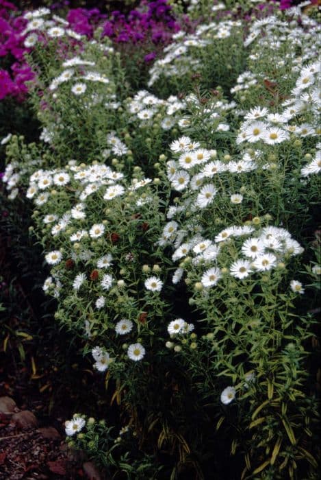 New England aster 'Herbstschnee'