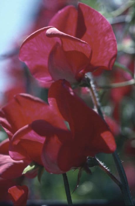 sweet pea 'King Edward VII'