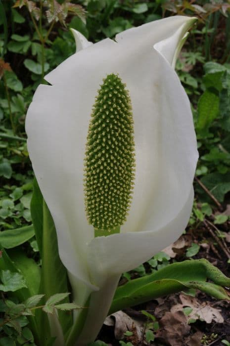 Asian skunk cabbage