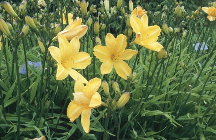 daylily 'Cartwheels'