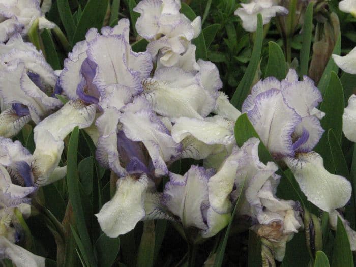 iris 'Knick Knack'