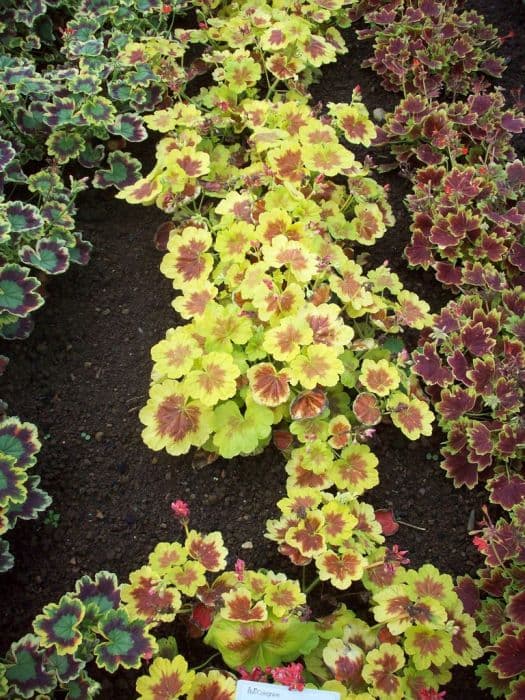 pelargonium 'Occold Shield'