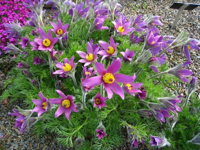 Zimmermann's pasqueflower