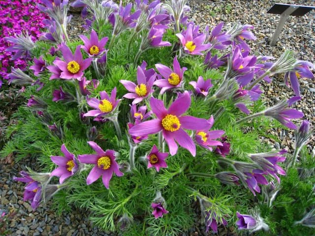 Zimmermann's pasqueflower