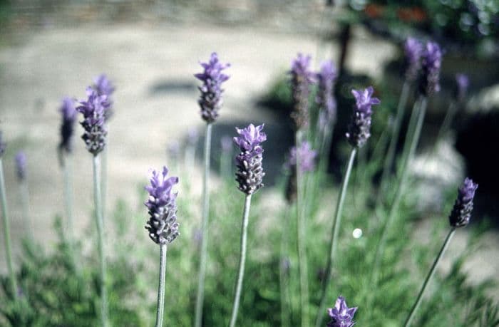 lavender 'Royal Crown'