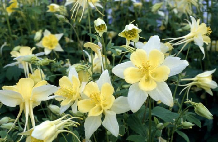 columbine 'Florida'