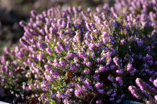 Heather 'Ghost Hills'