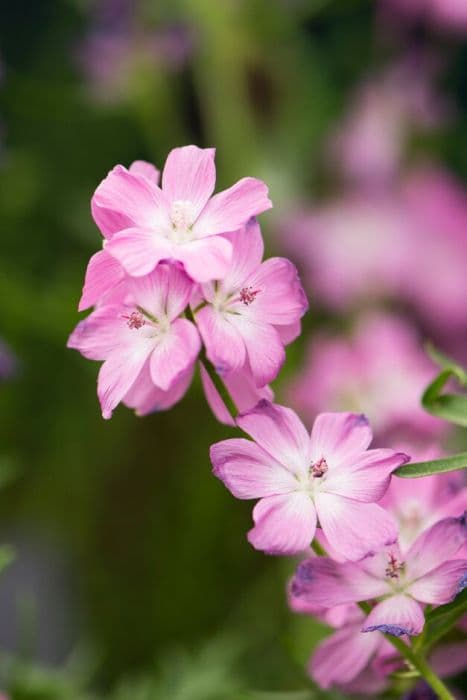 prairie mallow 'Oberon'