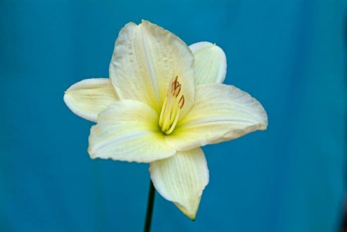 daylily 'Joan Senior'