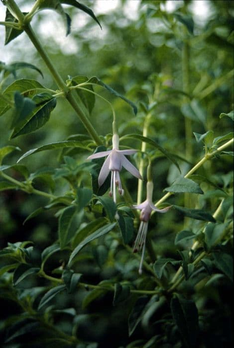 maiden's blush fuchsia