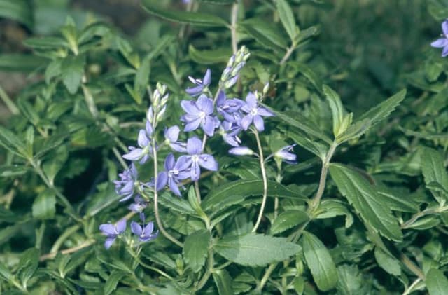 Speedwell 'Shirley Blue'