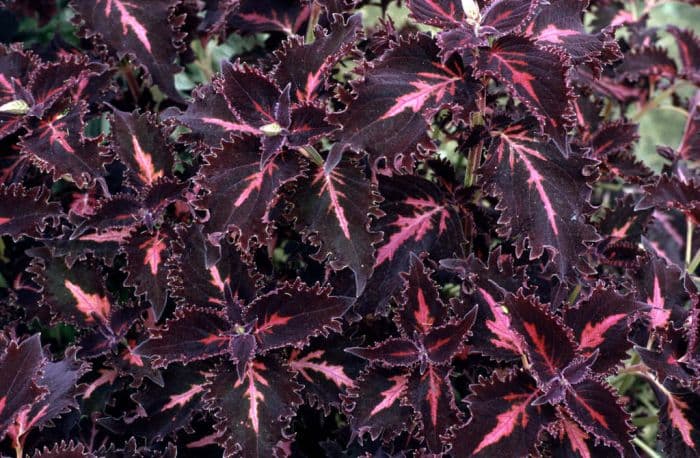 coleus 'Crimson Ruffles'