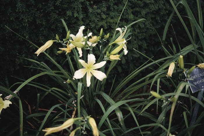 daylily 'Whichford'