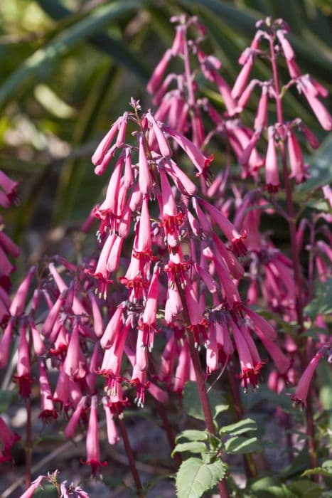 Cape figwort [Somerford Funfair Coral]