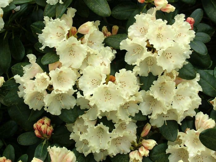 rhododendron 'Marietta'