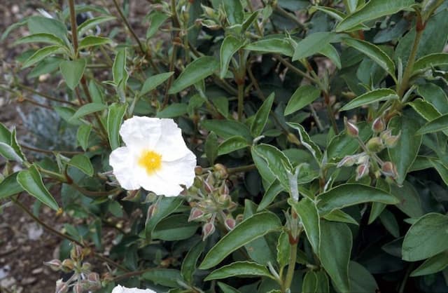 Laurel-leaved rock rose