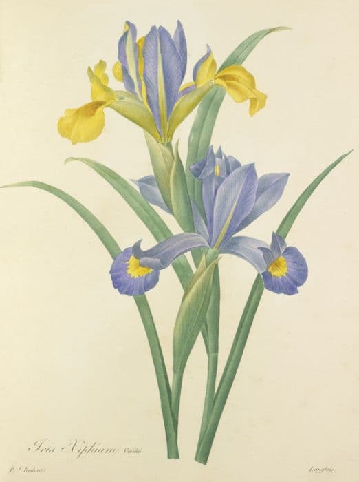 Spanish iris