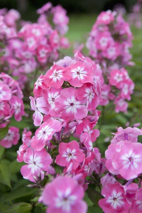 perennial phlox 'Eva Foerster'