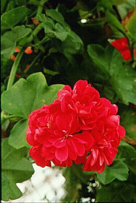 pelargonium 'Alice Crousse'