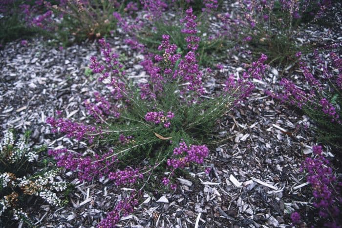 bell heather 'P.S. Patrick'