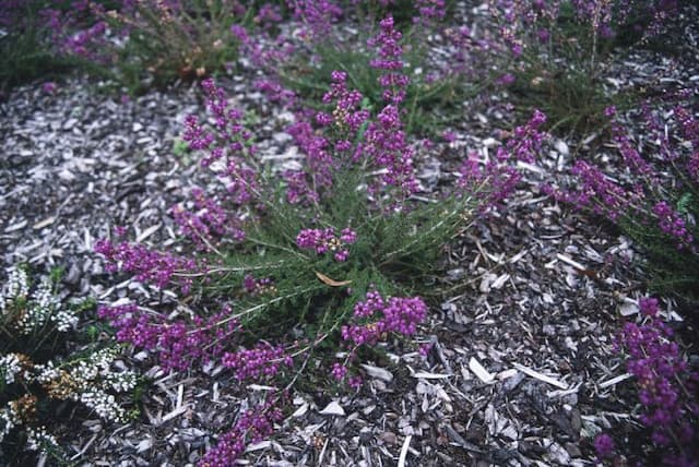 Bell heather 'P.S. Patrick'