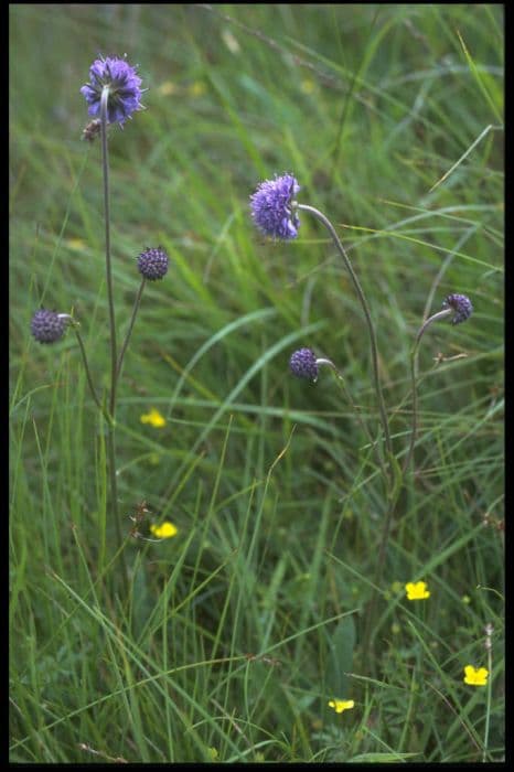 devil's bit scabious