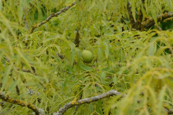 cut-leaved walnut