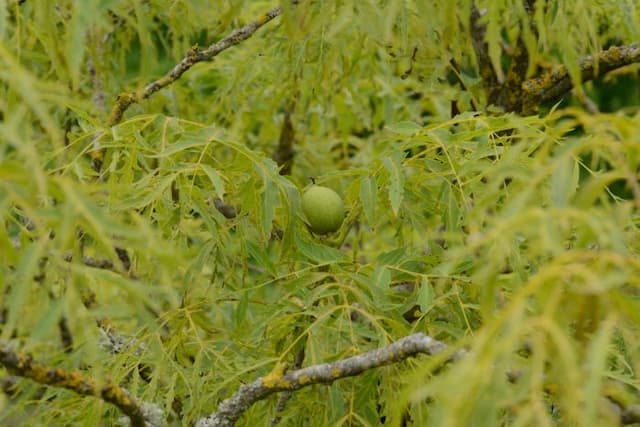 Cut-leaved walnut